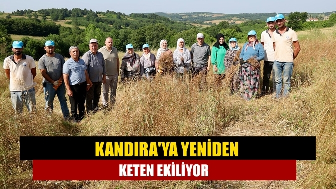 Kandıra'ya yeniden keten ekiliyor