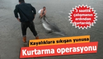 Kayalıklara sıkışan yunusa kurtarma operasyonu