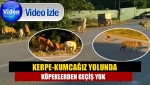 Kerpe-Kumcağız yolunda köpeklerden geçiş yok