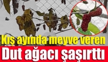 Kış ayında meyve veren dut ağacı şaşırttı