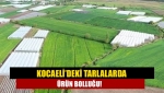 Kocaeli’deki tarlalarda ürün bolluğu!