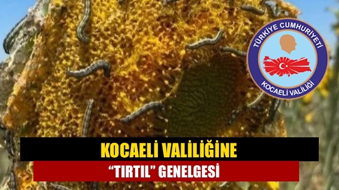 Kocaeli Valiliğine “tırtıl” genelgesi