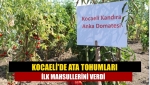 Kocaeli'de ata tohumları ilk mahsullerini verdi