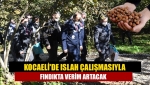 Kocaeli'de Islah çalışmasıyla fındıkta verim artacak