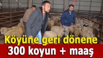 Köyüne geri dönene 300 koyun + maaş