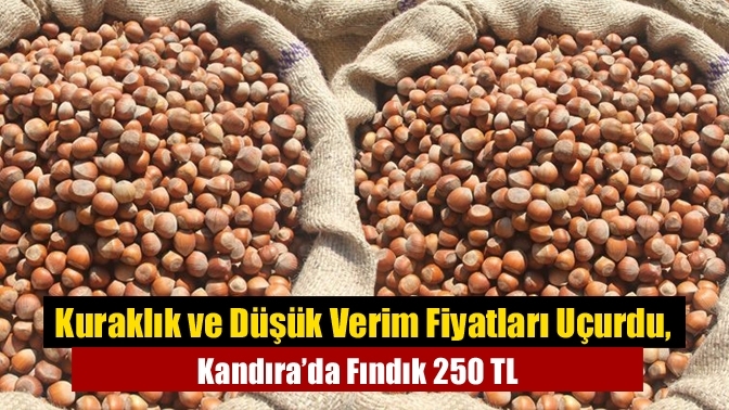 Kuraklık ve Düşük Verim Fiyatları Uçurdu, Kandıra’da Fındık 250 TL