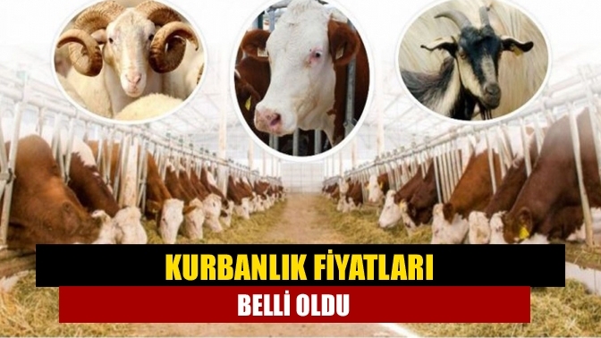 Kurbanlık fiyatları belli oldu