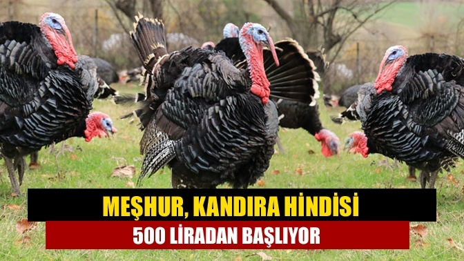 Meşhur, Kandıra hindisi 500 liradan başlıyor