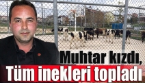 Muhtar kızdı, tüm inekleri topladı