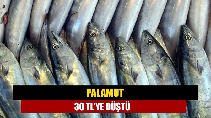 Palamut 30 TL'ye düştü