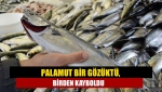 Palamut bir gözüktü, birden kayboldu