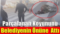 Parçalanan koyununu belediyenin önüne attı