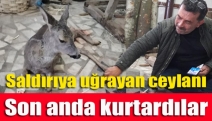 Saldırıya uğrayan ceylanı son anda kurtardılar