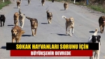 Sokak hayvanları sorunu için Büyükşehir devrede