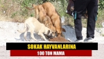 Sokak hayvanlarına 100 ton mama