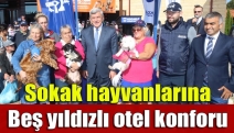 Sokak hayvanlarına beş yıldızlı otel konforu