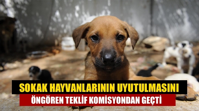 Sokak hayvanlarının uyutulmasını öngören teklif komisyondan geçti