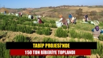 TABİP Projesi'nde 150 ton biberiye toplandı