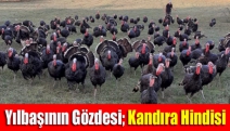 Yılbaşının gözdesi; Kandıra hindisi