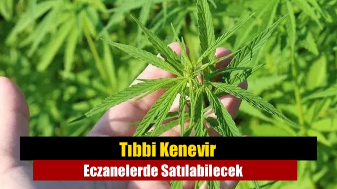 Tıbbi Kenevir Eczanelerde Satılabilecek