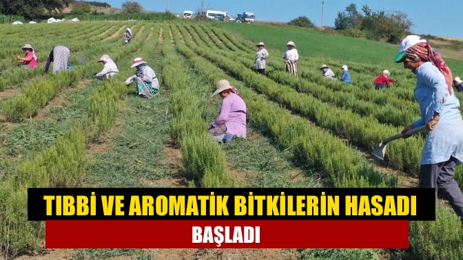 Tıbbi ve aromatik bitkilerin hasadı başladı