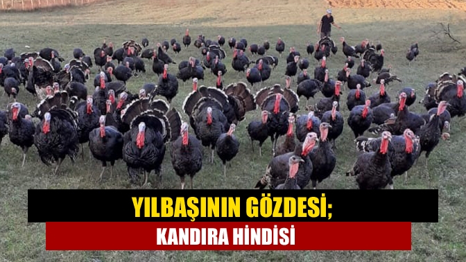 Yılbaşının gözdesi; Kandıra hindisi