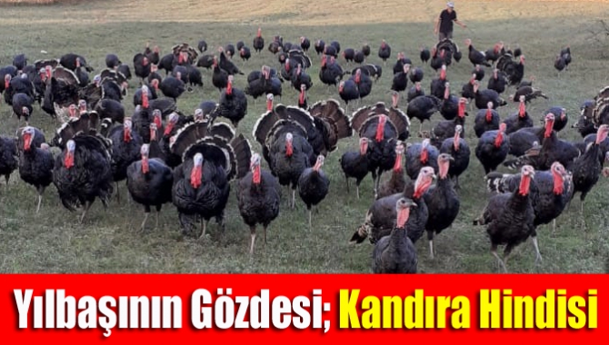 Yılbaşının gözdesi; Kandıra hindisi