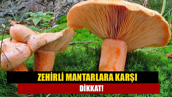 Zehirli mantarlara karşı dikkat!