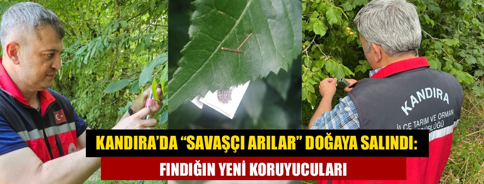 Kandıra’da “Savaşçı Arılar” Doğaya Salındı: Fındığın Yeni Koruyucuları