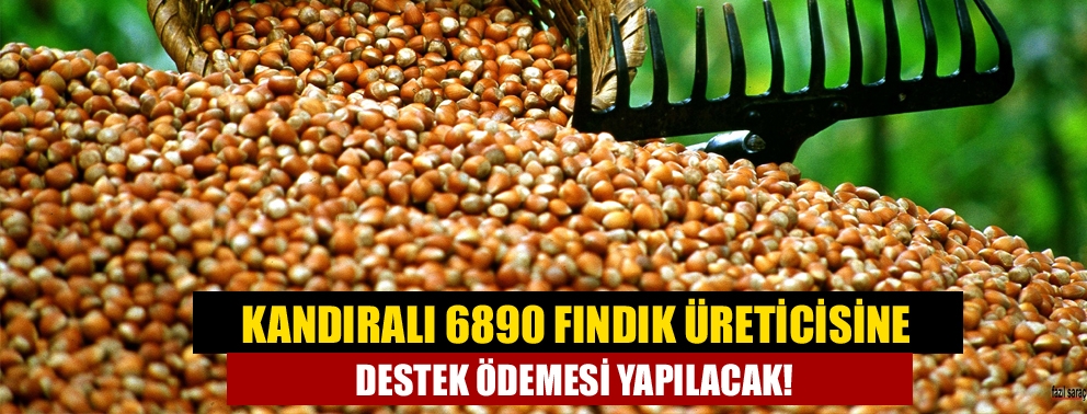 Kandıralı 6890 Fındık Üreticisine Destek Ödemesi Yapılacak!